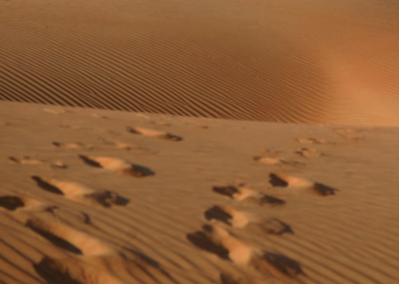 walking with the wounded header.png