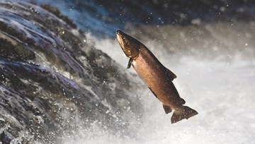 salmon rivers.jpg