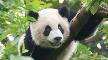 panda-project-banner.jpg